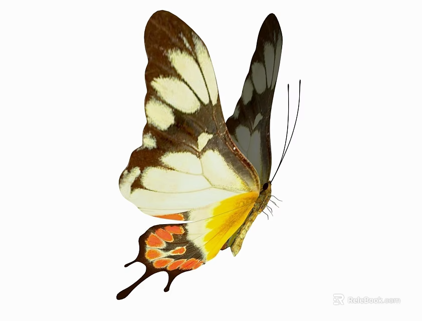 Colorful Butterfly With White Brown Wings Yellow Orange Patterns And Tail Extensions 3d model 