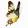 Colorful Butterfly With White Brown Wings Yellow Orange Patterns And Tail Extensions