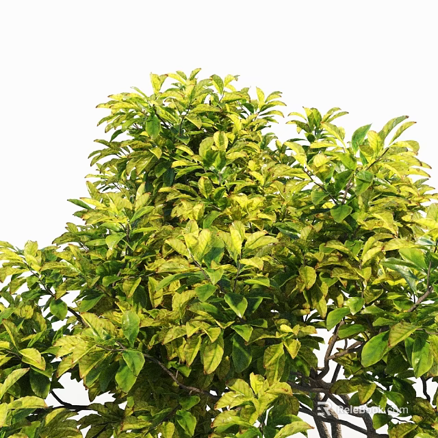 Arbor With Lush Green Yellow Leaves And Dense Vibrant Foliage 3d model 