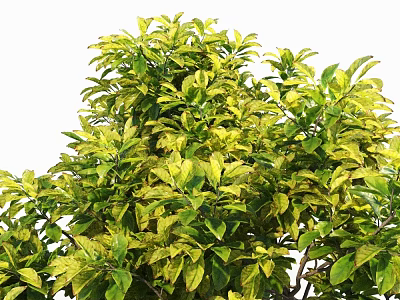 Arbor With Lush Green Yellow Leaves And Dense Vibrant Foliage 3d model