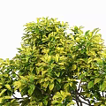 Arbor With Lush Green Yellow Leaves And Dense Vibrant Foliage