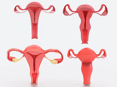 3D Illustration Of Female Pelvic Organs Showing Uterus And Fallopian Tubes 3d model