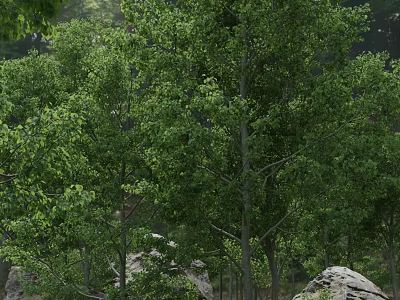 Lush Green Forest With Tall Trees Dense Foliage And Rocks 3d model
