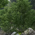 Lush Green Forest With Tall Trees Dense Foliage And Rocks