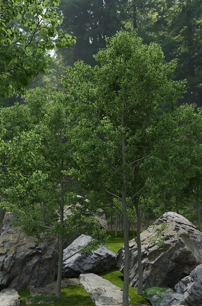 Lush Green Forest With Tall Trees Dense Foliage And Rocks 3d model