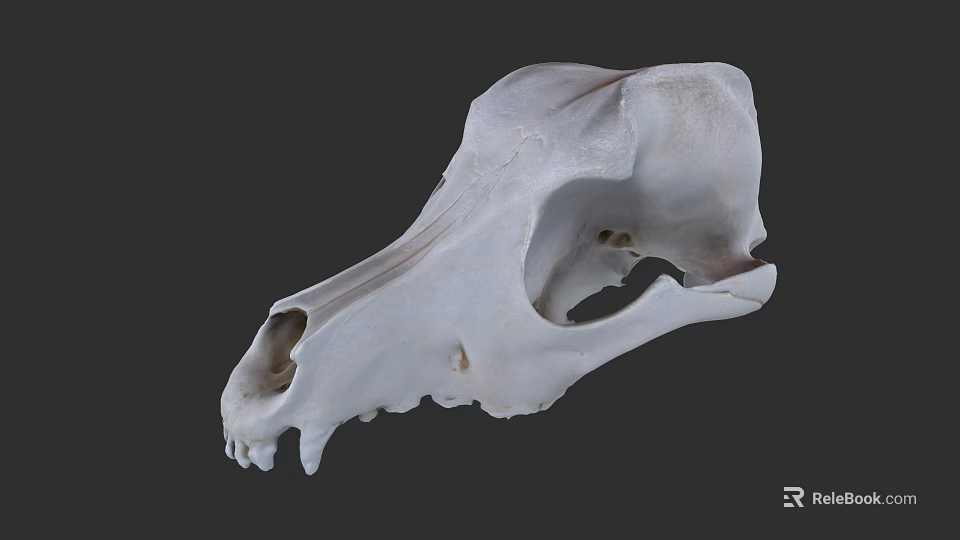 Close Up View Of Animal Skull With Detailed Bone Structure And Natural Features 3d model 