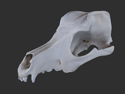 Close Up View Of Animal Skull With Detailed Bone Structure And Natural Features 3d model
