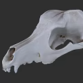 Close Up View Of Animal Skull With Detailed Bone Structure And Natural Features