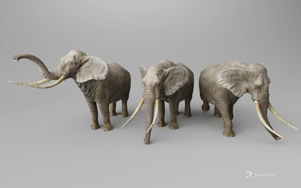 Three Realistic Elephant Models With Long Tusks And Different Poses On Gray Background 3d model 