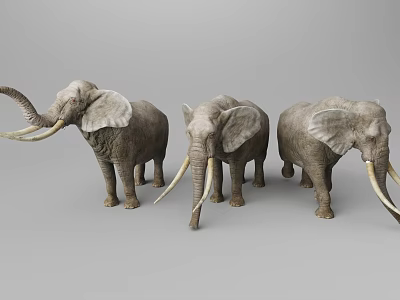 Three Realistic Elephant Models With Long Tusks And Different Poses On Gray Background 3d model