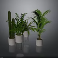 Indoor Green Plants Various Types in White Pots with Stands and Lush Foliage