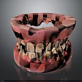 Detailed Dental Model Of Tooth And Gum Displaying Oral Organ Structure