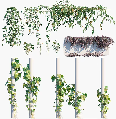 Various Types of Hanging and Climbing Vines With Green and Purple Leaves on Poles 3d model