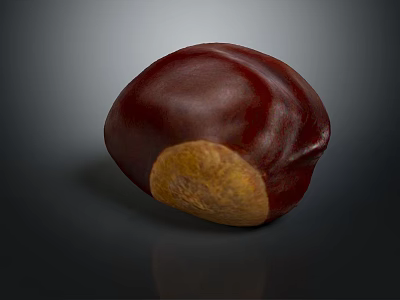 Oval Shaped Dark Red Chestnut With Light Brown Base On Dark Surface 3d model