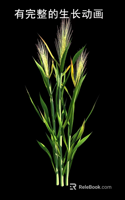 Healthy Green Wheat Crop Plant With Long Stems And Golden Spikes 3d model 