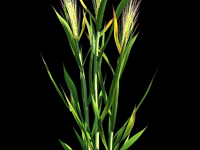 Healthy Green Wheat Crop Plant With Long Stems And Golden Spikes 3d model