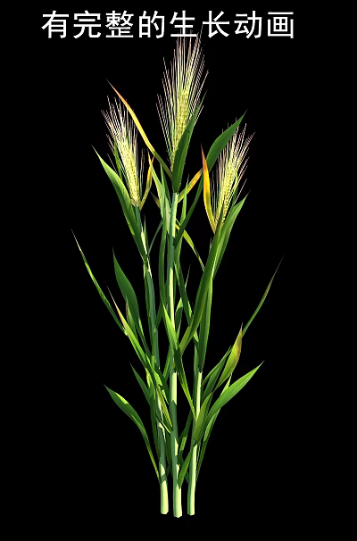 Healthy Green Wheat Crop Plant With Long Stems And Golden Spikes 3d model
