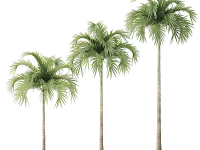 Decorative Ornament Set Featuring Three Palm Trees for Home Decoration 3d model