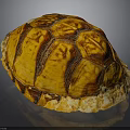 Shiny Orange Brown Tortoise Shell With Detailed Patterned Texture On Dark Background
