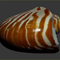 Nautilus Shell Featuring Spiral Red and White Stripes Against Dark Background 3d model