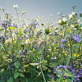 Lush Shrub With Purple And White Flowers And Green Leaves Under Blue Sky