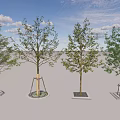 Urban Tree Pits with Various Design Styles Supporting Healthy Green Trees 3d model