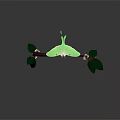 Green Moth Perched On Dark Colored Branch With White Flowers And Green Leaves