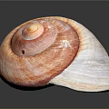 Modern Conch Bone Snail 3d model
