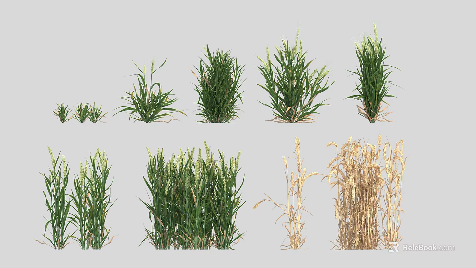 Tall and Short Green Dry Grass Clusters for Decorative Garden Displays 3d model 