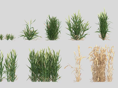 Tall and Short Green Dry Grass Clusters for Decorative Garden Displays 3d model