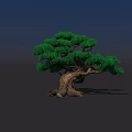Lush Green Arbor With Twisted Trunk And Dense Foliage Against Dark Background