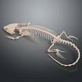 Complete Lizard Skeleton on Dark Background Showcasing Detailed Bone Structure 3d model