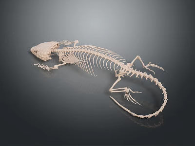 Complete Lizard Skeleton on Dark Background Showcasing Detailed Bone Structure 3d model