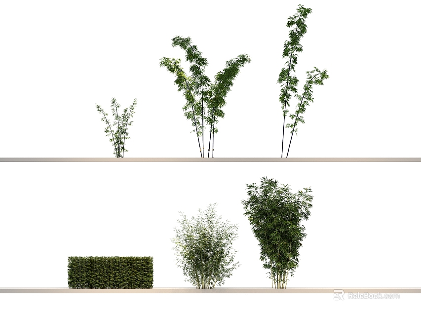 Different Bamboo Species Displayed In Various Growth Forms And Heights 3d model 