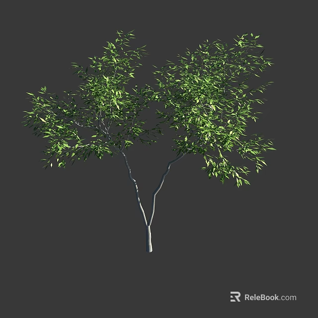 Lush Green Leafy Tree With Slim Trunk And Dense Branches 3d model 