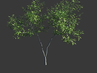 Lush Green Leafy Tree With Slim Trunk And Dense Branches 3d model