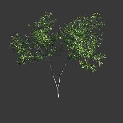 Lush Green Leafy Tree With Slim Trunk And Dense Branches 3d model
