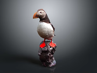 Adorable Puffin With Black And White Feathers Orange Beak And Feet On Rocky Base 3d model