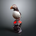 Adorable Puffin With Black And White Feathers Orange Beak And Feet On Rocky Base