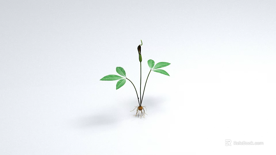 Small Green Plant With Fresh Leaves And Visible Roots On White Background 3d model 