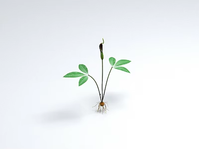 Small Green Plant With Fresh Leaves And Visible Roots On White Background 3d model