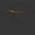 Praying Mantis With Orange Body Green Forelegs And Long Slender Legs Against Gray Gradient Background