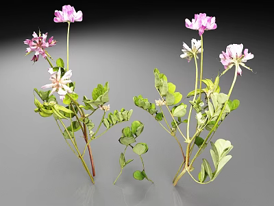 Pink And White Clover Flowers With Green Leaves And Stems On Gray Background 3d model