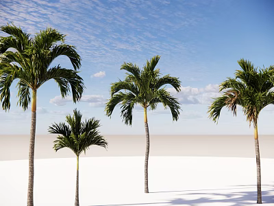 Tall Palm Trees Standing On White Sandy Ground Under Clear Blue Sky With Clouds 3d model
