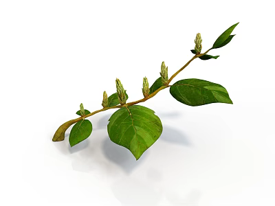 Green Plant Branch with Tender Leaves and Fresh Buds on White Background 3d model