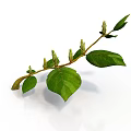 Green Plant Branch with Tender Leaves and Fresh Buds on White Background
