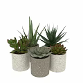 Garden Decor With Succulents And Aloe Vera In Cylindrical Ceramic Pots