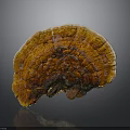 Ganoderma Mushroom Featuring Vibrant Orange Brown Color Fan Shaped Structure And Detailed Surface Texture