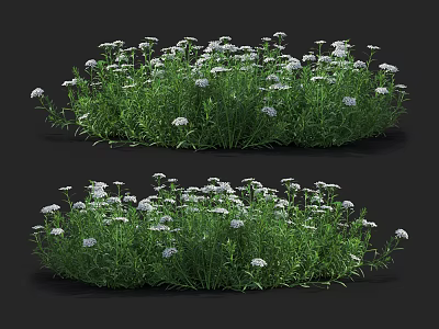 Lush Green Flowering Plants With White Blooms In Dense Garden Clump 3d model