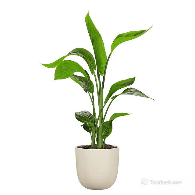 Indoor Decorative Plant Arrangement With Green Leaves And White Ceramic Pot 3d model 